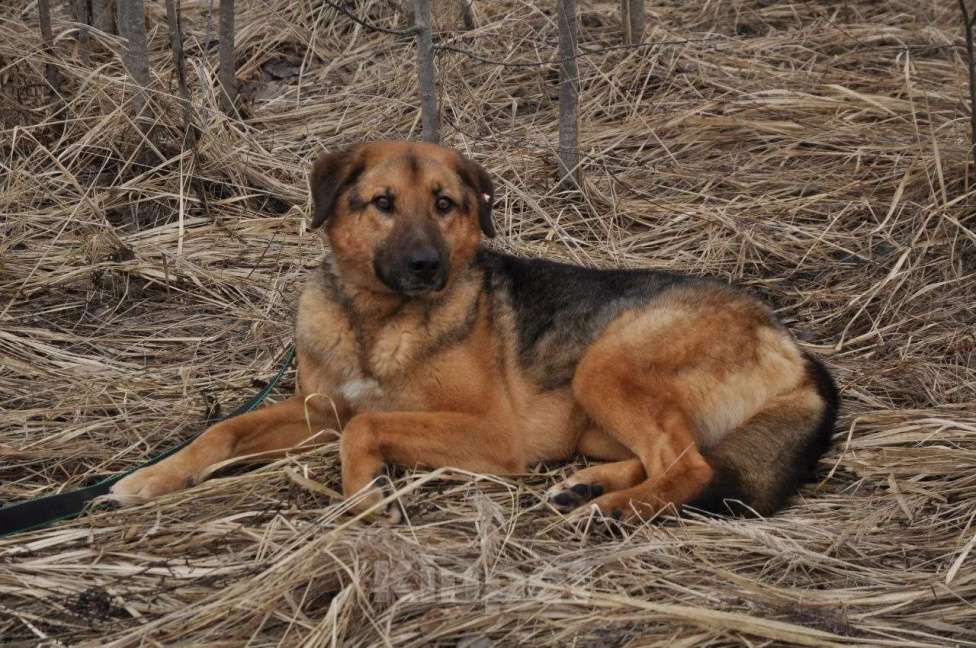 Собаки в Ногинске: Квейл ждет свою семью в приюте Мальчик, Бесплатно - фото 3