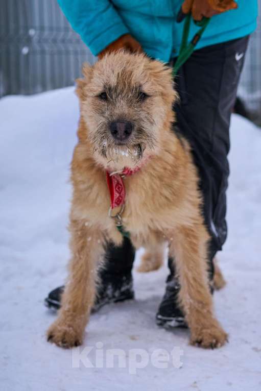 Собаки в Москве: Флинт в добрые руки Мальчик, Бесплатно - фото 2