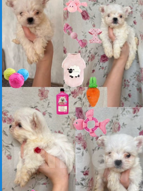 Собаки в Москве: Мальтипу f1 бронь  Девочка, 75 000 руб. - фото 2