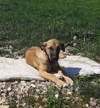 Собаки в Москве: Лекс Мальчик, Бесплатно - фото 2