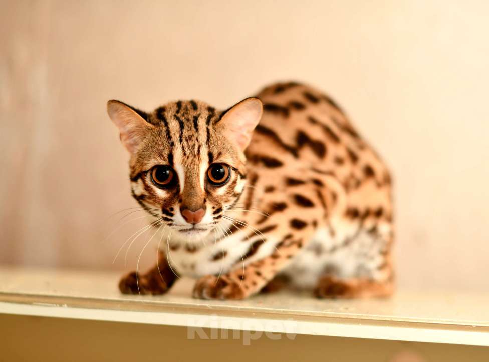 Кошки в других городах Краснодарского края: Азиатские леопардовые бенгальские котята Девочка, 80 000 руб. - фото 7