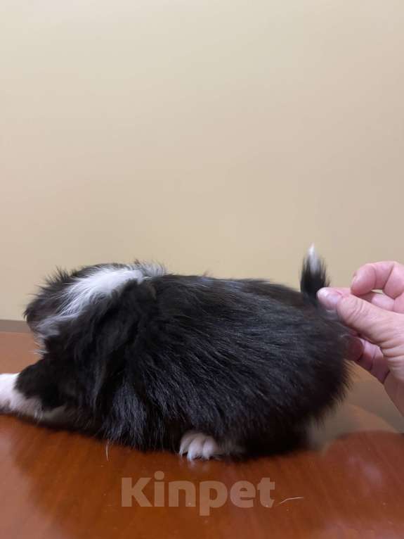 Собаки в других городах Московской области: Чихуахуа клубная девочка Девочка, 75 000 руб. - фото 8