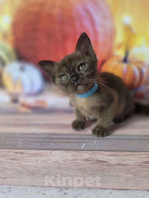 Кошки в других городах Ленинградской области: Бурманский котик Мальчик, 40 000 руб. - фото 3