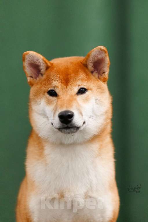 Собаки в Москве: Щенок подрощенный Сиба-ину девочка рыжая Девочка, Бесплатно - фото 2