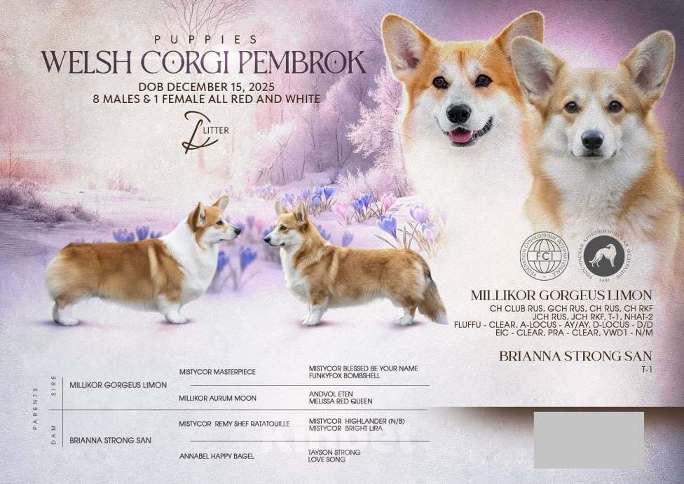 Собаки в Краснодаре: Вельш корги пемброк щенок девочка Девочка, Бесплатно - фото 3