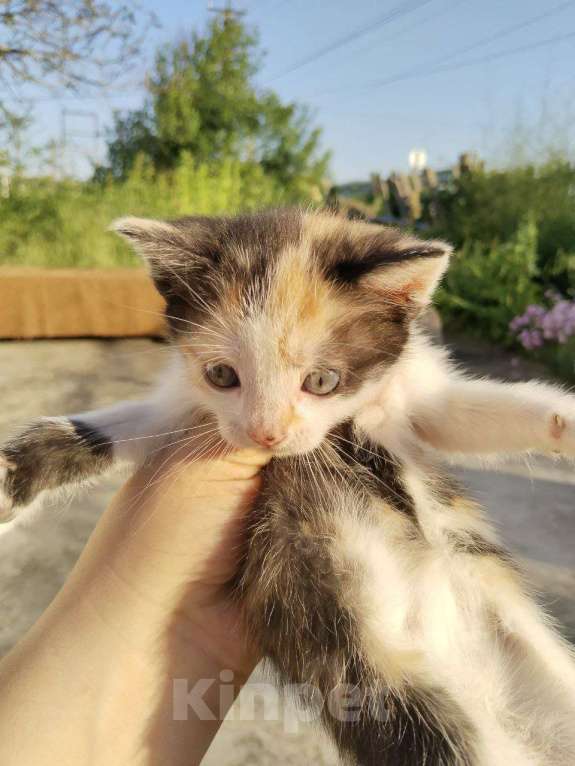 Кошки в Краснодаре: Трёхцветная девочка  Девочка, Бесплатно - фото 1