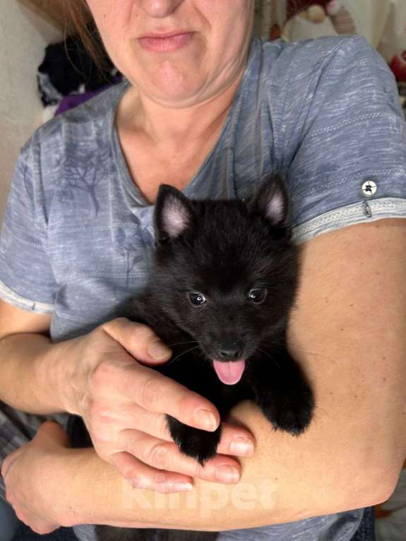 Собаки в Волгограде: Девочка Схипперке Девочка, 50 000 руб. - фото 3