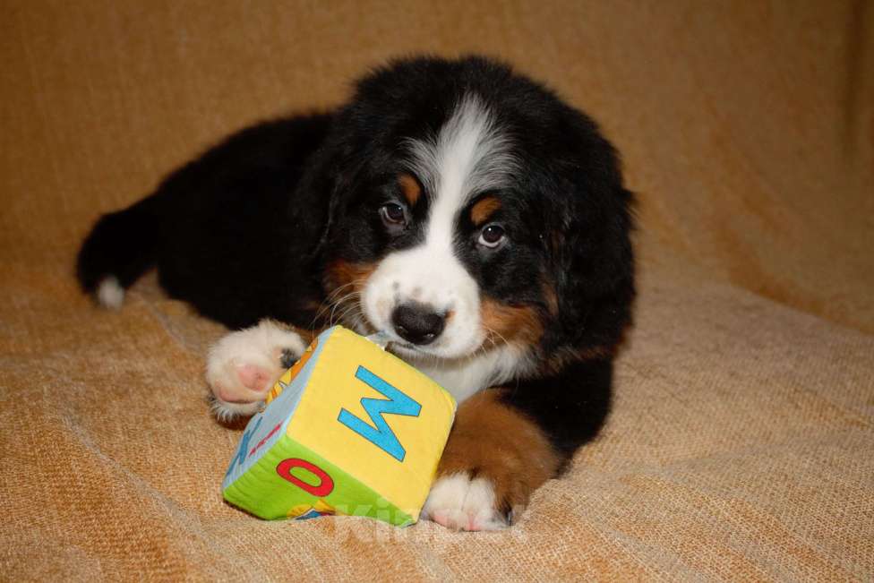 Собаки в других городах Московской области: Бернский зенненхунд Девочка, 120 000 руб. - фото 8