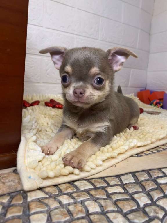 Собаки в Москве: Продаётся чихуахуа лилово-подпалого окраса девочка Девочка, 45 000 руб. - фото 2