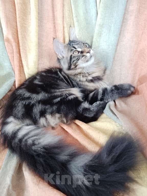 Кошки в Вичуге: Котенок мейн-кун Девочка, 15 000 руб. - фото 2