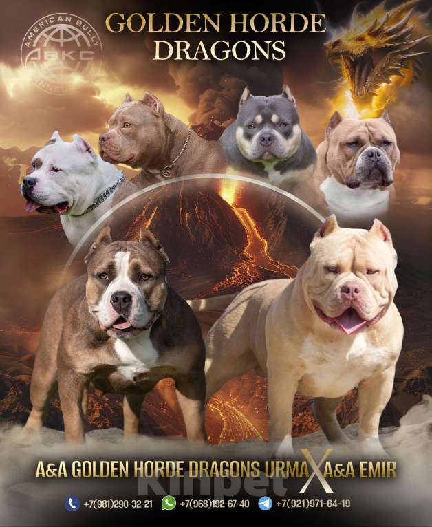 Собаки в других городах Ленинградской области: Американский булли Девочка, 180 000 руб. - фото 5