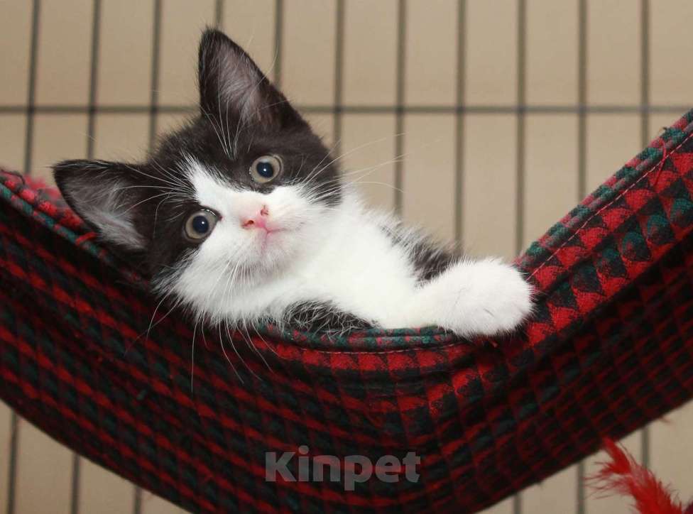 Кошки в Москве: Крошки котята в добрые руки.  Мальчик, Бесплатно - фото 5