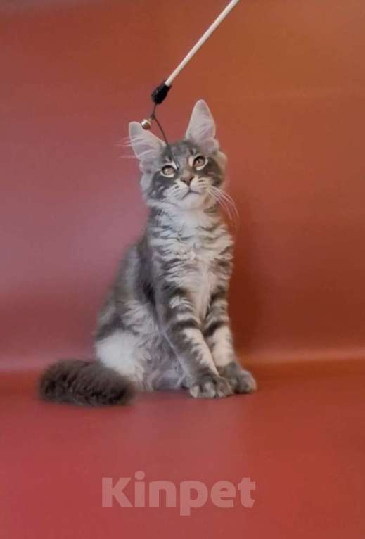 Кошки в Уфе: Котёнок мейн-кун  Мальчик, 40 000 руб. - фото 3