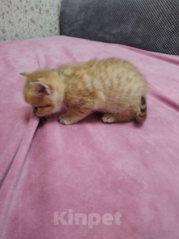 Кошки в Астрахани: Продажа Девочка, 35 000 руб. - фото 1