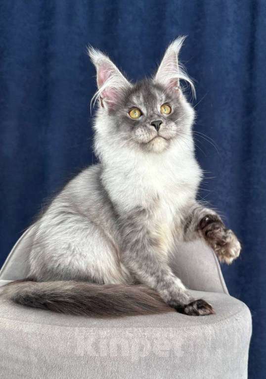 Кошки в Санкт-Петербурге: Pannda , Maine coon Девочка, 80 000 руб. - фото 3