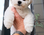 Собаки в Москве: Бишон фризе белоснежный мальчик Мальчик, 150 000 руб. - фото 2