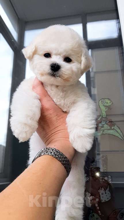 Собаки в Москве: Бишон фризе белоснежный мальчик Мальчик, 150 000 руб. - фото 2