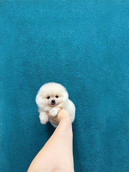 Красивая девочка