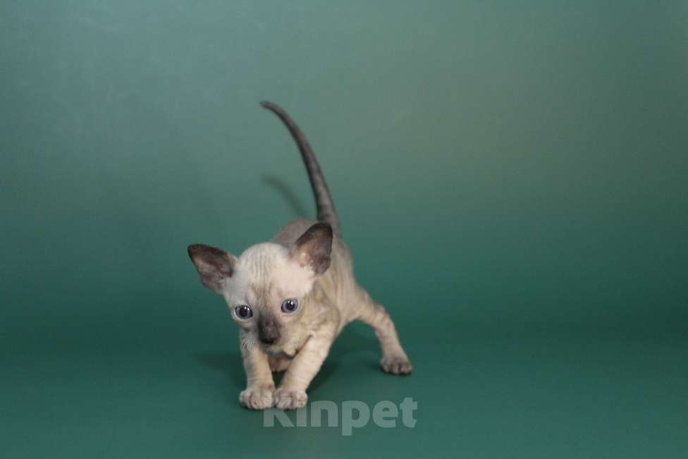 Кошки в Москве: Котик редкий окрас с аквамариновыми глазами Мальчик, 80 000 руб. - фото 3