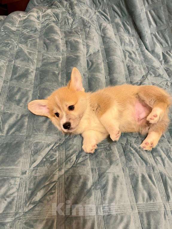 Собаки в других городах Московской области: Мальчик 6 Мальчик, 50 000 руб. - фото 3