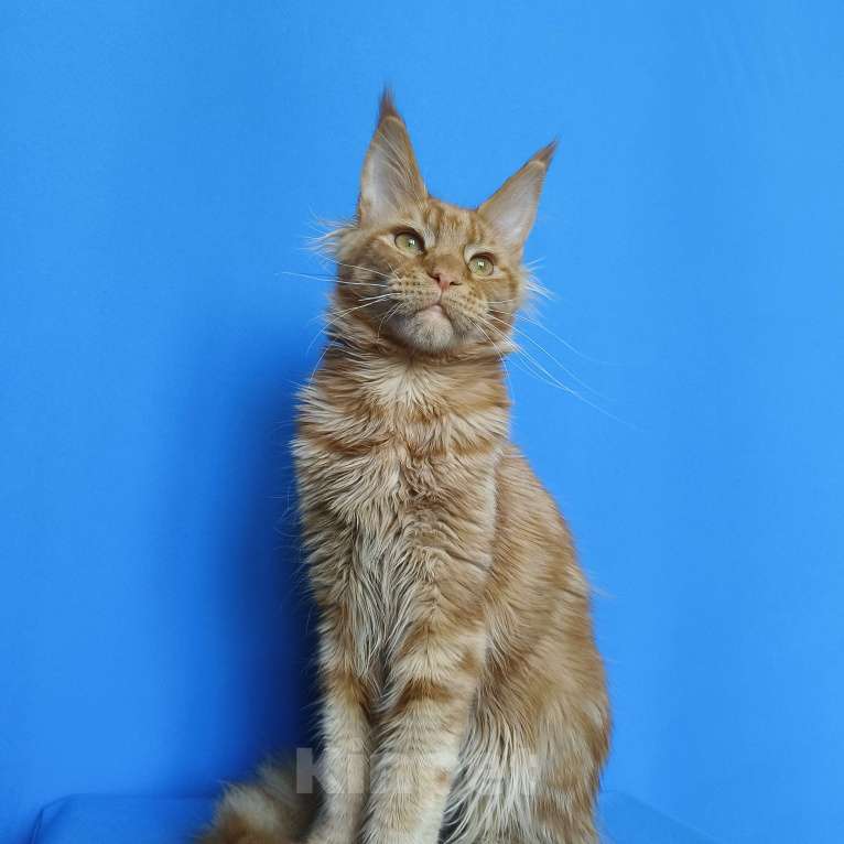 Кошки в Москве: Котёнок Мейн - Кун из питомника Мальчик Мальчик, 60 000 руб. - фото 6