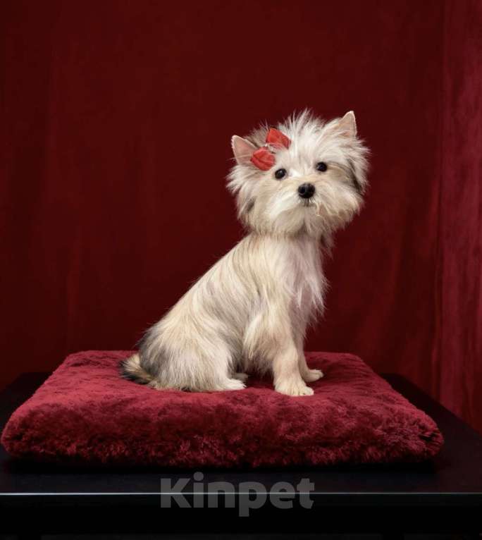 Собаки в Москве: Голддаст йорк мини девочка золотая Девочка, 80 000 руб. - фото 3