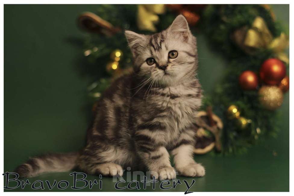 Кошки в Сургуте: Британский короткошерстный котенок Мальчик, 50 000 руб. - фото 4