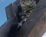 Кошки в Шатуре: Мей-кун котенок Девочка, 10 000 руб. - фото 2