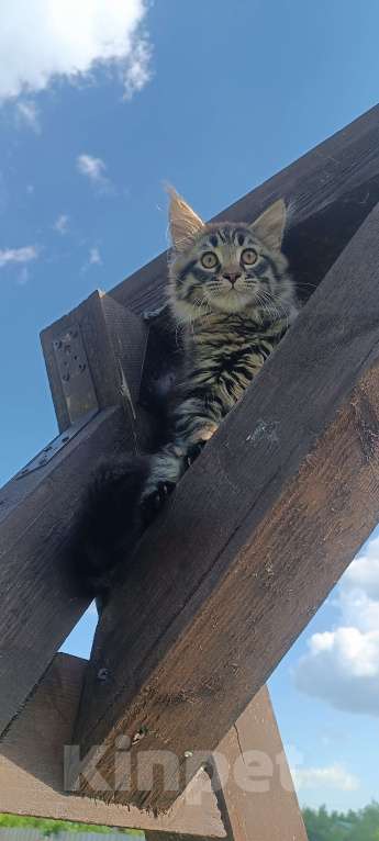 Кошки в Шатуре: Мей-кун котенок Девочка, 10 000 руб. - фото 2