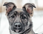 Собаки в Сергиеве Посаде: Ноэль ищет семью  Девочка, Бесплатно - фото 2