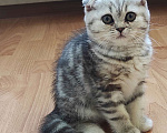 Кошки в Химках: Шотландские вислоухие котята Девочка, 11 000 руб. - фото 5