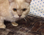 Кошки в Уфе: Стерилизованная кошечка Джесси, 500 руб. - фото 2