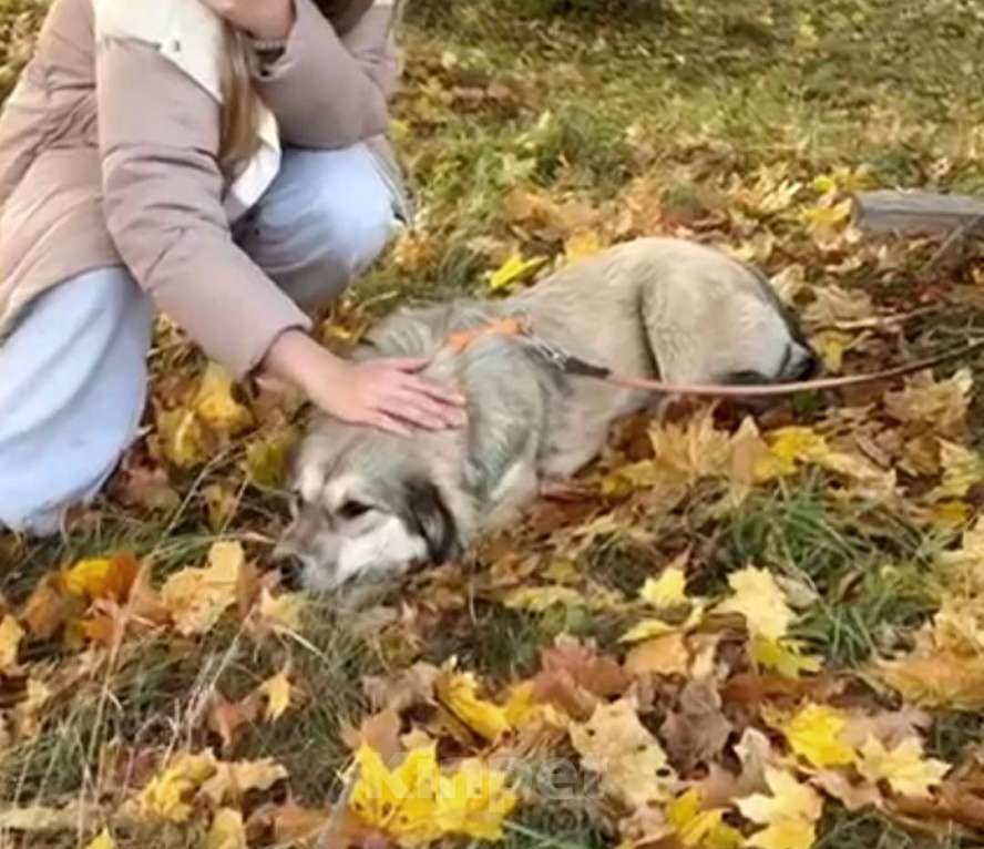 Собаки в Москве: Милашка Буся ждëт тебя.  Девочка, Бесплатно - фото 2