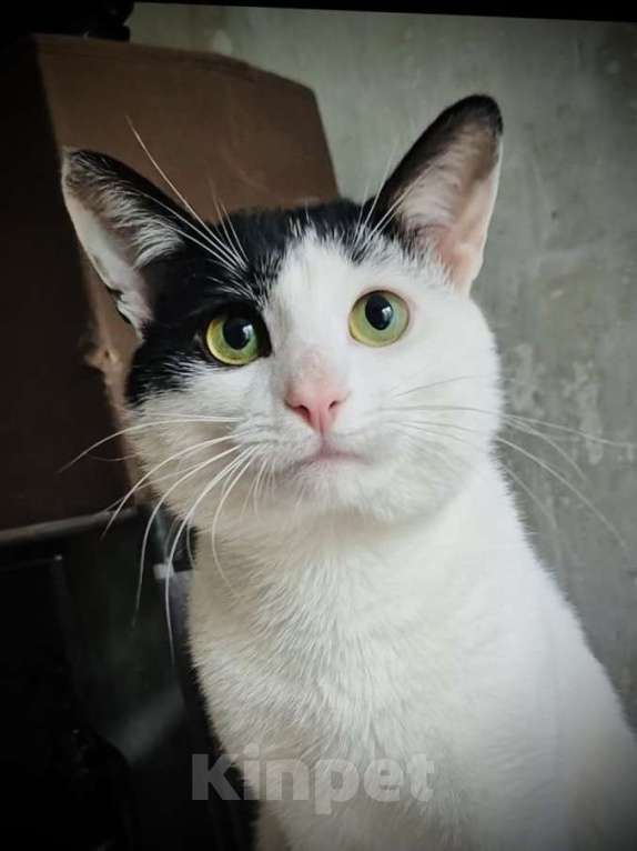 Кошки в Москве: Зеленоглазый кот в добрые руки Мальчик, 10 руб. - фото 3