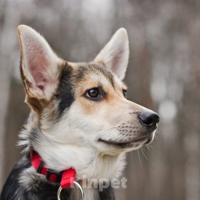 Собаки в Москве: Джокер в добрые руки Мальчик, Бесплатно - фото 2