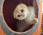 Кошки в Москве: Шотландские вислоухие котята Scottish Fold Мальчик, 35 000 руб. - фото 1