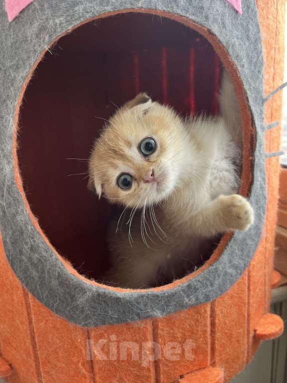 Кошки в Москве: Шотландские вислоухие котята Scottish Fold Мальчик, 35 000 руб. - фото 1