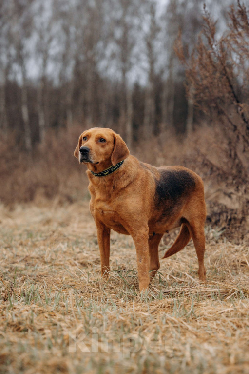 Собаки в Москве: Собака из приюта ищет дом Девочка, Бесплатно - фото 7