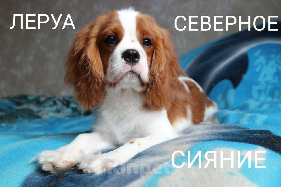 Собаки в Череповце: Щенок Кавалер Кинг Чарльз Спаниеля Мальчик, 150 000 руб. - фото 1