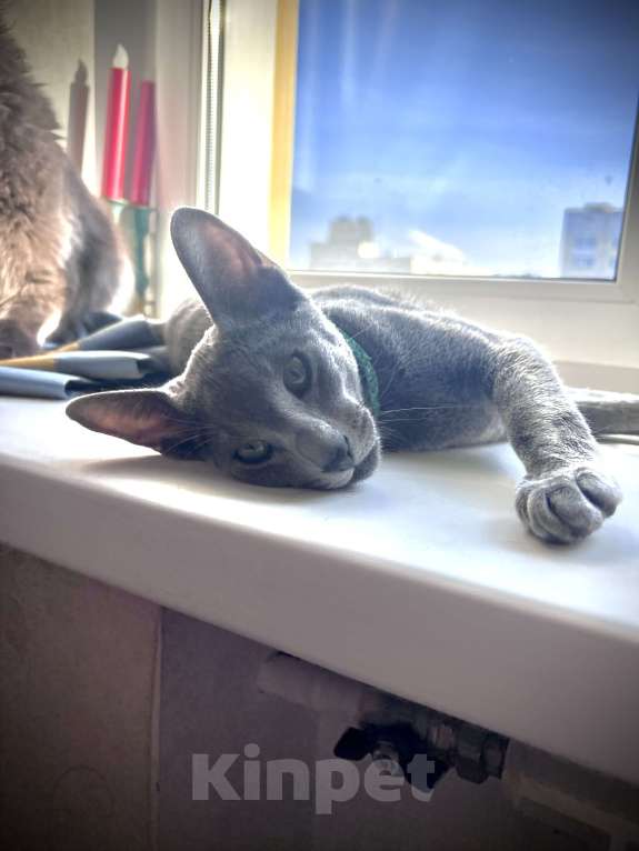 Кошки в Москве: Ориентальный мальчик Мальчик, 40 000 руб. - фото 3