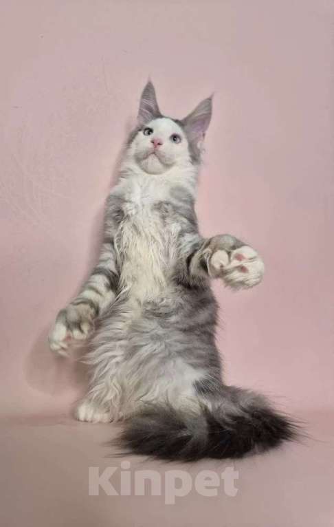 Кошки в Москве: Котенок Мей-Кун Мальчик, 40 000 руб. - фото 2