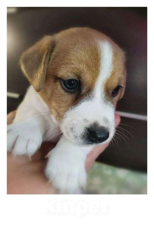 Собаки в Москве: Щенки Джек Рассел терьер Мальчик, 25 000 руб. - фото 6