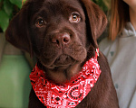 Собаки в Москве: Шоколадный мальчик с мягким характером и взглядом Мальчик, 80 000 руб. - фото 1