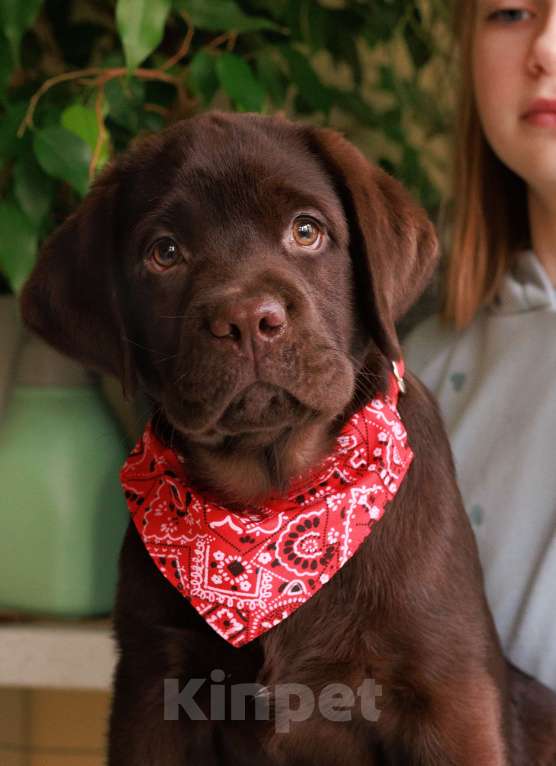 Собаки в Москве: Шоколадный мальчик с мягким характером и взглядом Мальчик, 80 000 руб. - фото 1