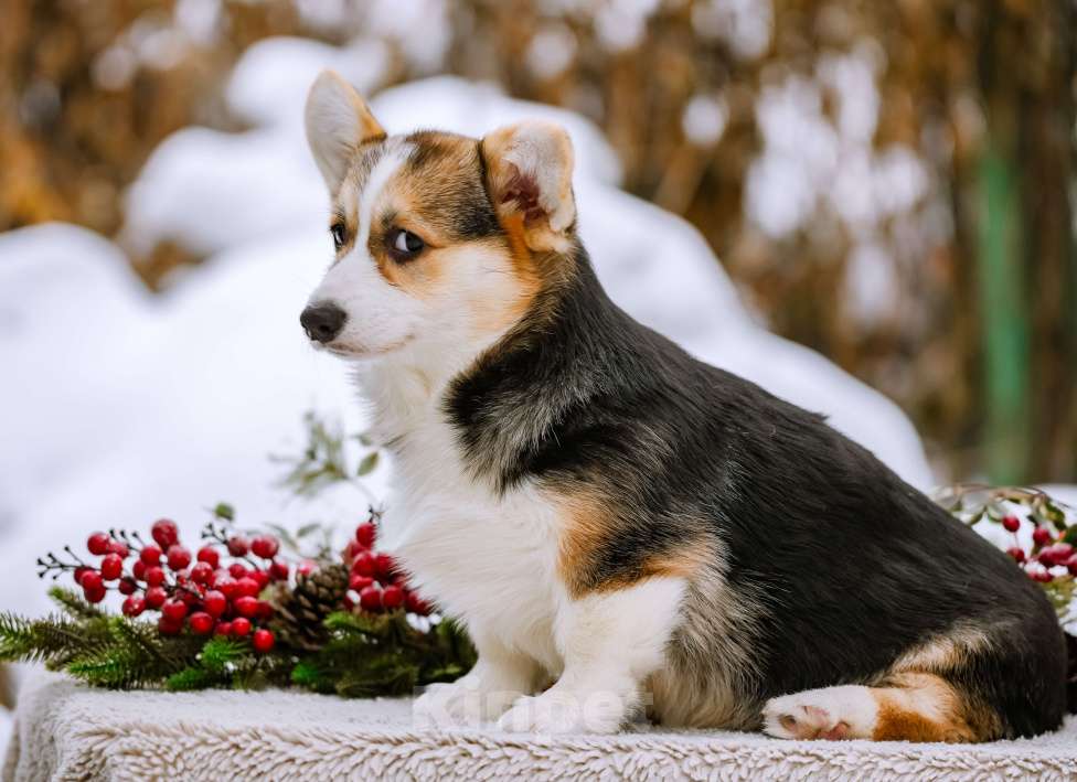 Собаки в Новосибирске: Вельш Корги Пемброк Джуди Хопс Девочка, 65 000 руб. - фото 4