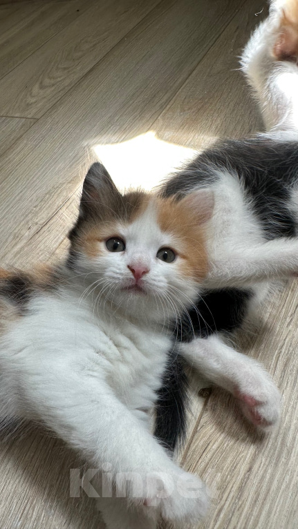 Кошки в Краснодаре: Трехцветная кошечка Девочка, Бесплатно - фото 1