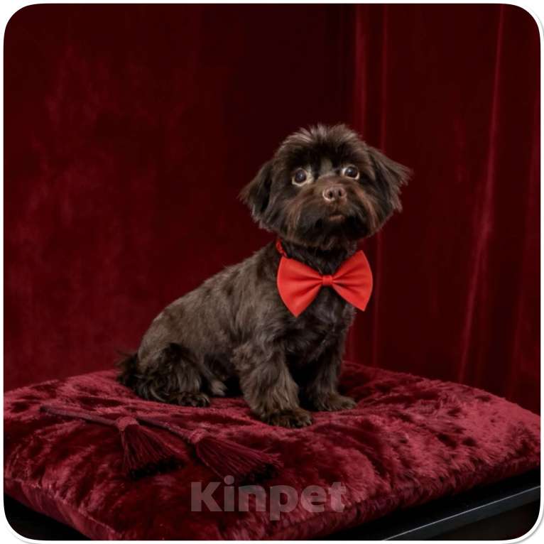 Собаки в Москве: Йорк горький шоколад взрослая девочка стандарт Девочка, 45 000 руб. - фото 1