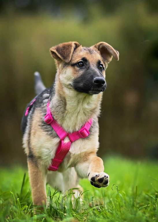 Собаки в других городах Московской области: Несомненный лидер и просто красавица:) Девочка, Бесплатно - фото 7