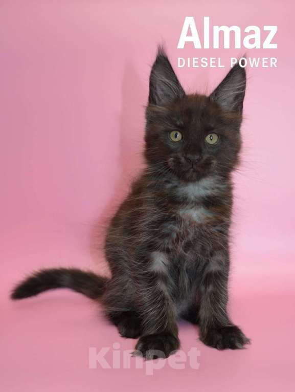 Кошки в Санкт-Петербурге: Котенок мейн-кун черный дым Almaz Diesel Power Мальчик, 70 000 руб. - фото 1