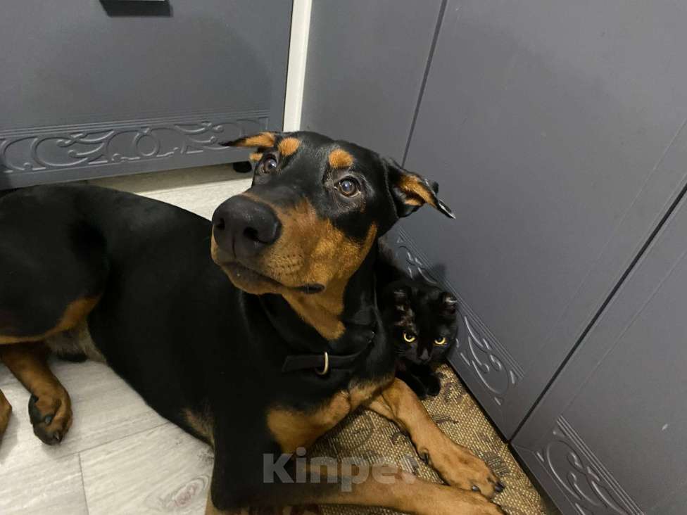 Собаки в Иркутске: Доберман, щенок Мальчик, 30 000 руб. - фото 2